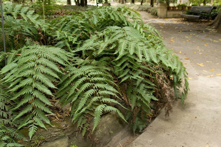 Woodwardia unigemmata